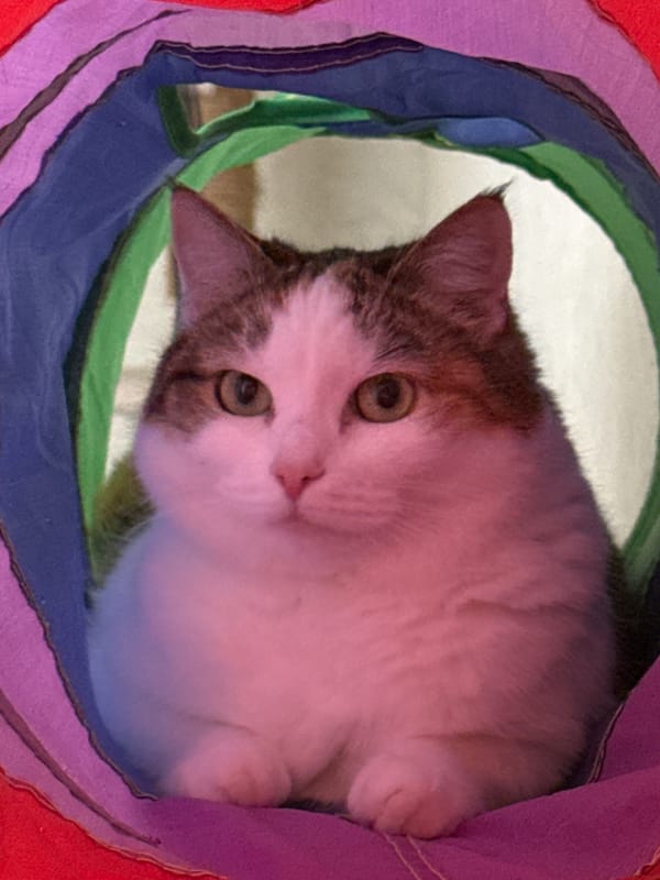 Cat peers out from a colorful fabric tunnel in Kushva