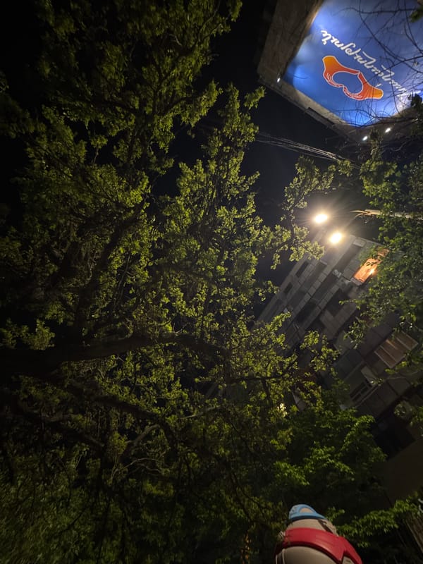 Evening scenes captured in Yerevan showing illuminated tree, playground