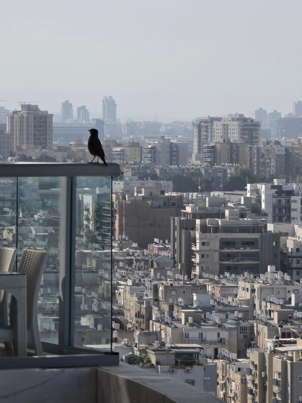 Birds visit high-rise balcony overlooking Mediterranean in Bat Yam