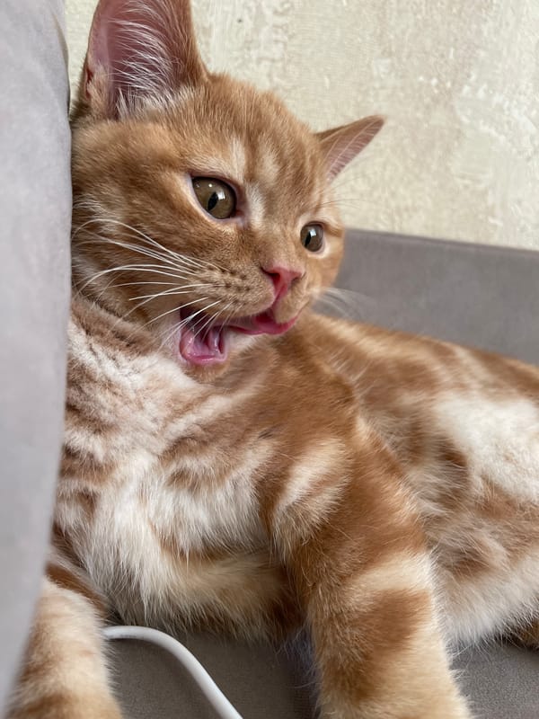 Orange tabby cat chilling on a gray sofa in Kommunarka