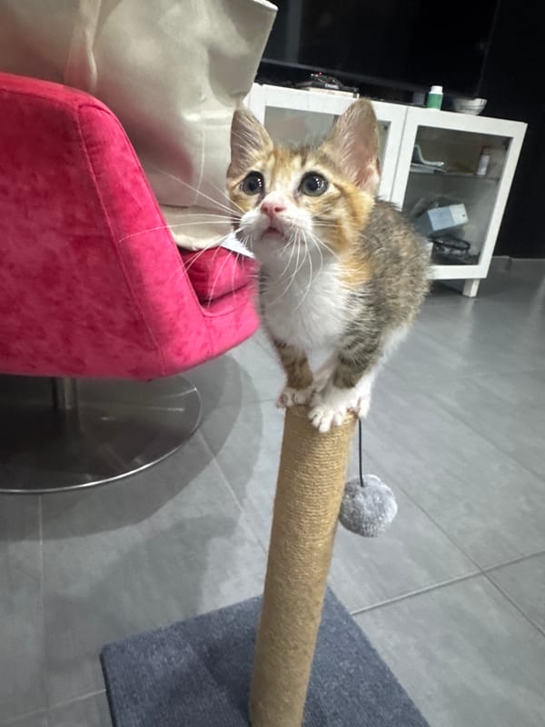 Kittens on a scratching post, plus a crypto wallet glimpse