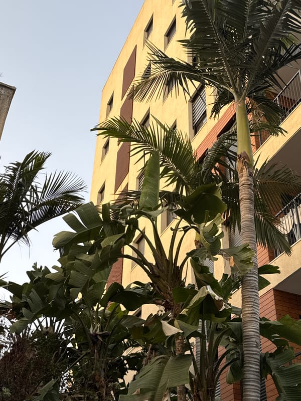 Afternoon cafe visit with Yorkshire Terriers in Ramat Gan