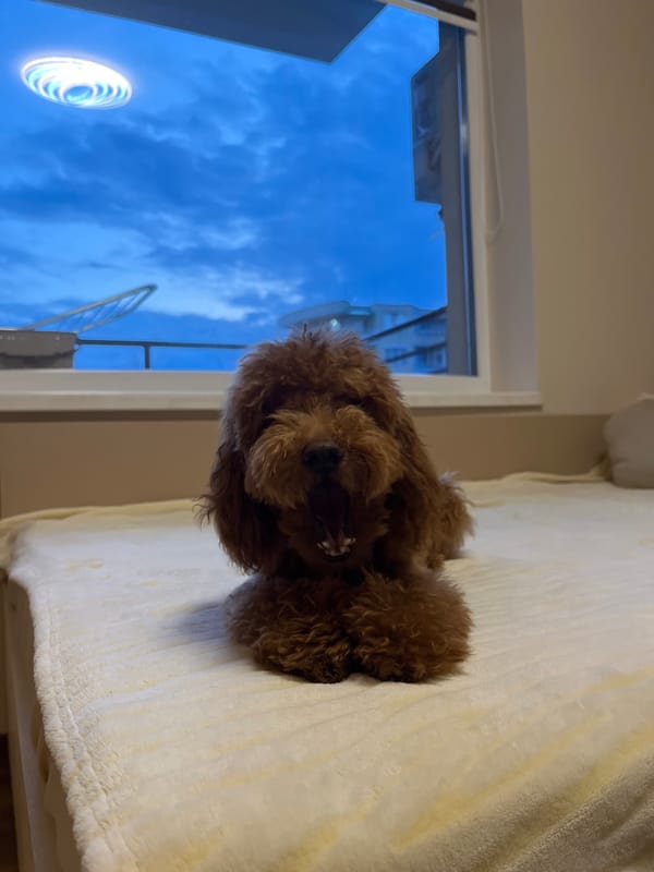 Brown poodle rests on blanket in Nova Zagora home