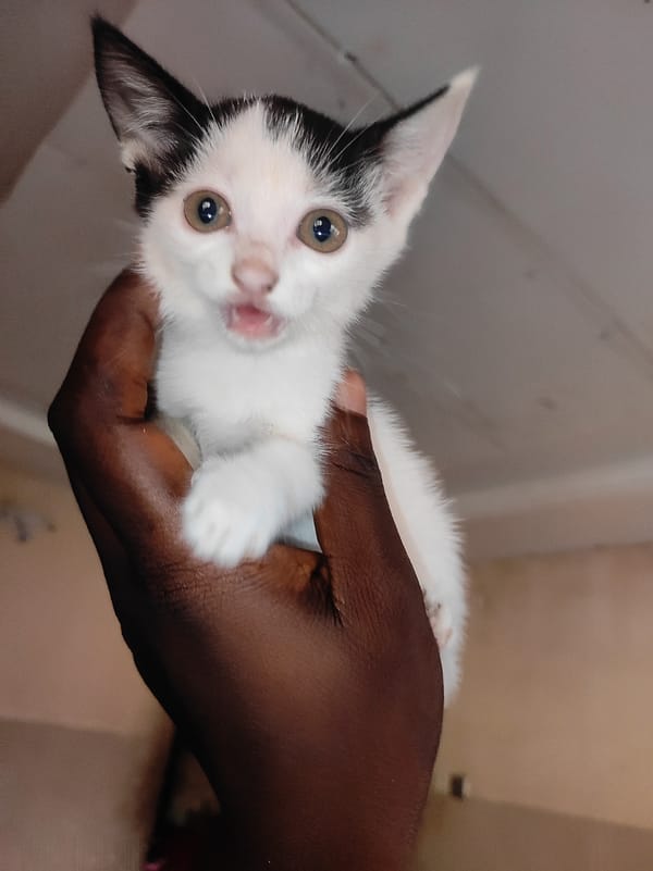 Person holds black and white kitten indoors