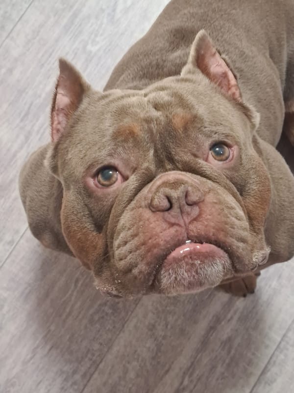 Bulldog lounging on a wooden floor, multiple close-ups