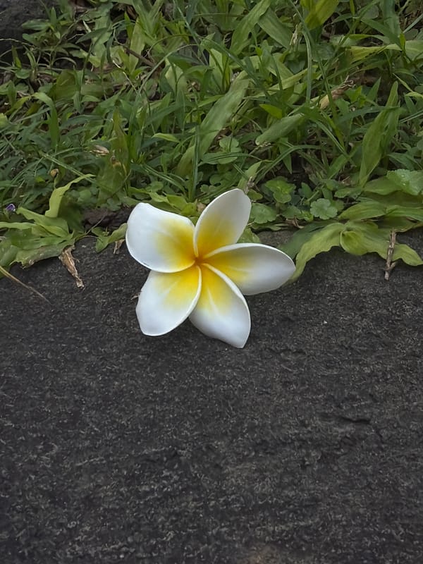 Post-workout moments and a plumeria flower in North Kuta