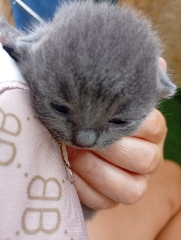 Tiny kitten, parked motorcycle, and rural road activity