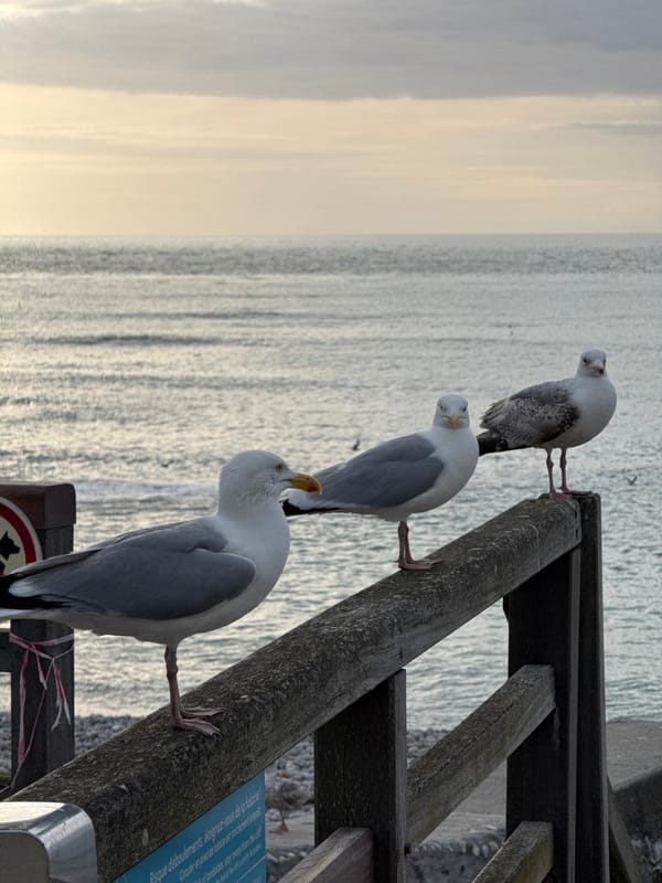 Evening photography session captures Étretat's iconic cliffs and seagulls