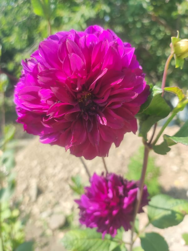 Dahlias and apple trees in bloom, Өрүкзар, Kyrgyzstan