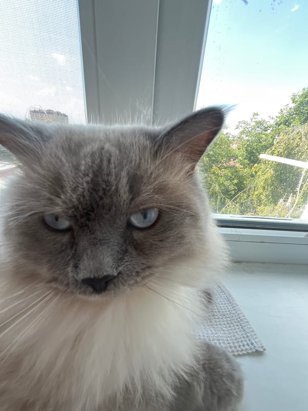 A quick burst of cat photos and kid art at home in Armavir
