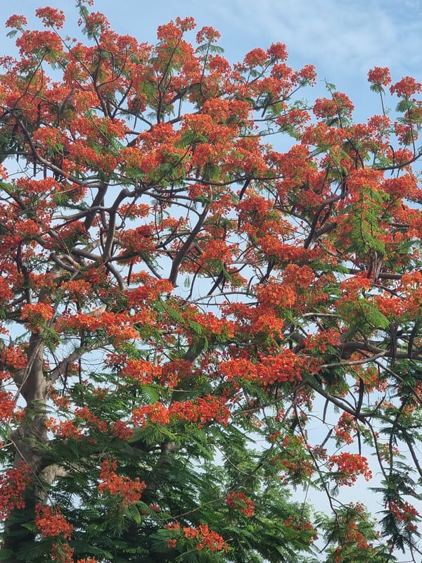 Morning scenes captured in Gwagwalada: flowering trees, wildlife, daily life