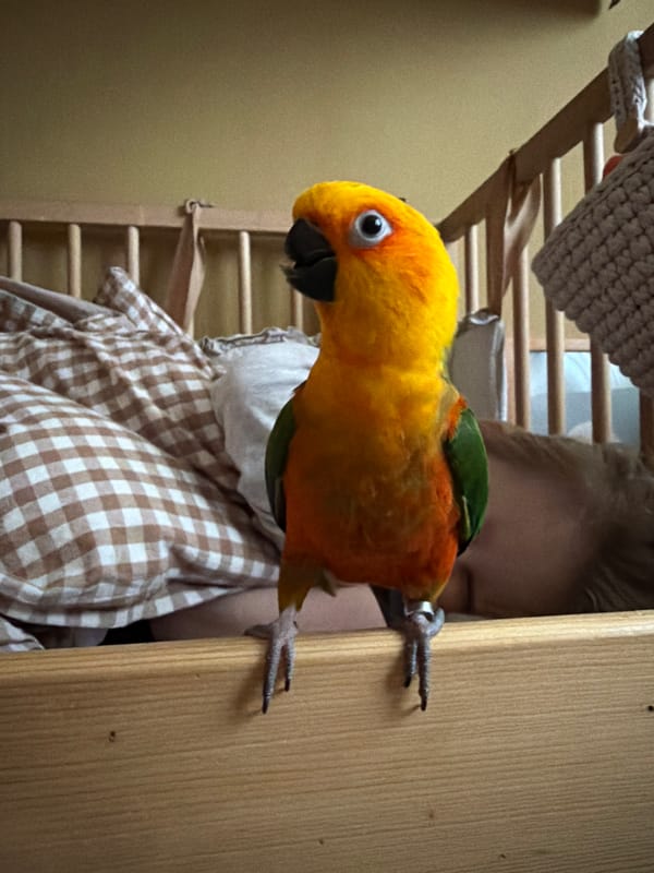 Person handles colorful Sun Conure parrot in Khimki, Russia