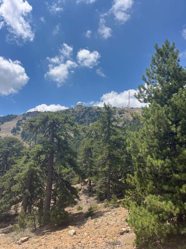 Morning hike through Troodos pine forest, Kakopetria, Cyprus