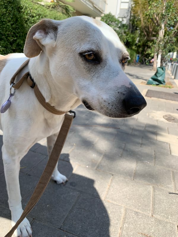 Restaurant workers prepare fresh citrus juice in Tel Aviv