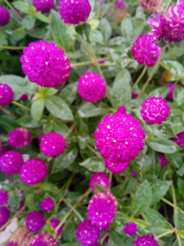 Garden flowers and plants documented in Montalbán, Venezuela