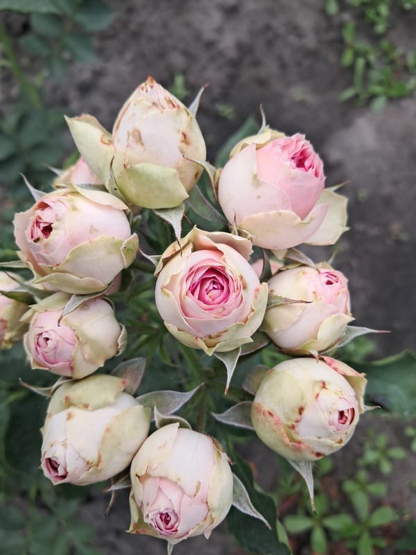A Kremenchuk garden in full summer bloom