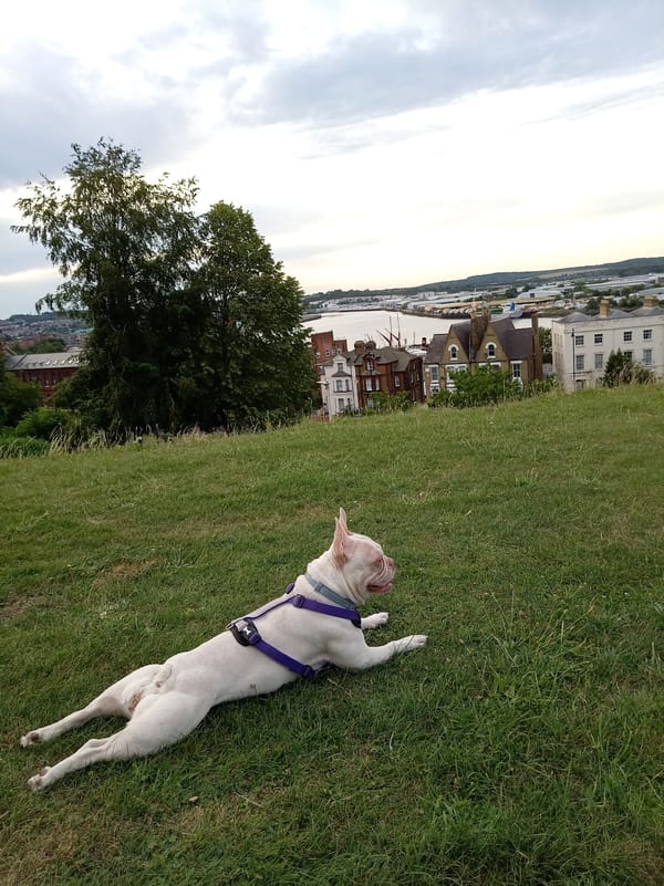 Dog resting on Chatham hillside with Medway views below
