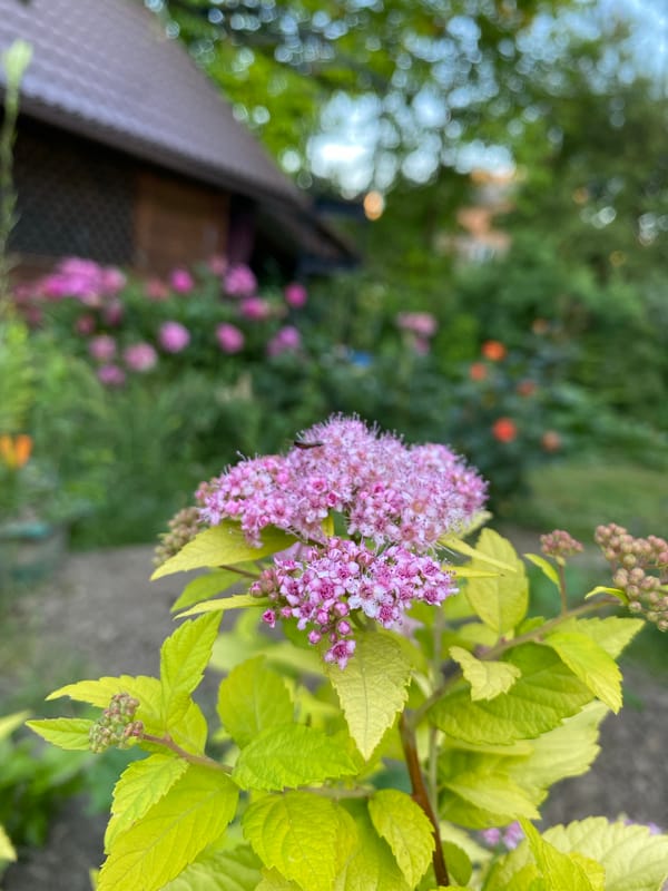 Husky relaxes in a flowering garden alongside rose and bloom close-ups