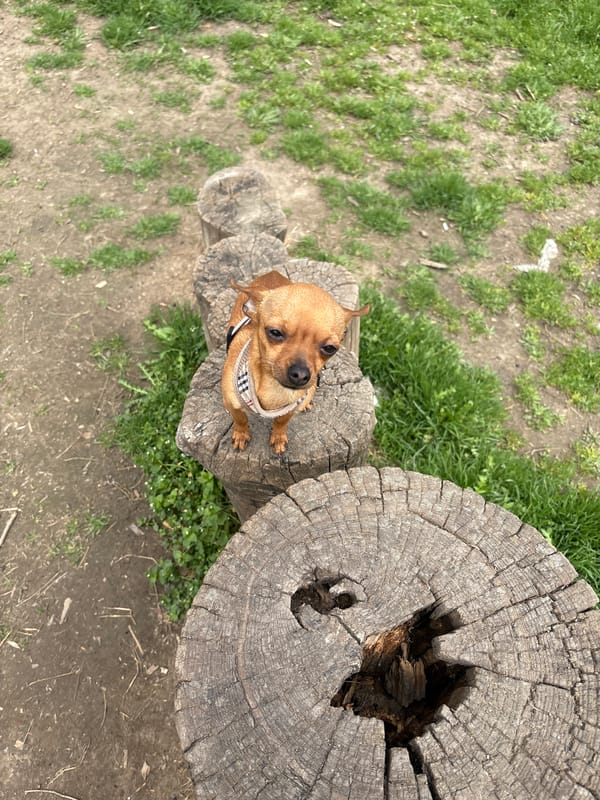 Dog plays on tree stump playground in Plovdiv park