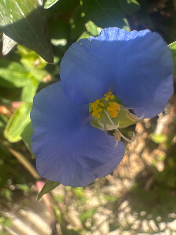 Morning walk in Netanya — flowers, wildlife, and street details