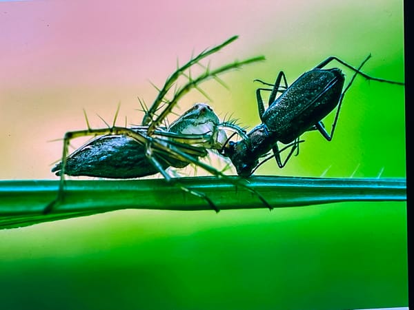 Macro wildlife and plant life in Keudebayu, Indonesia