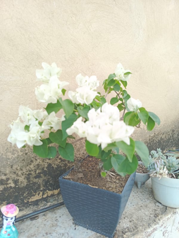 Quiet afternoon moments captured in Tinaquillo, Venezuela