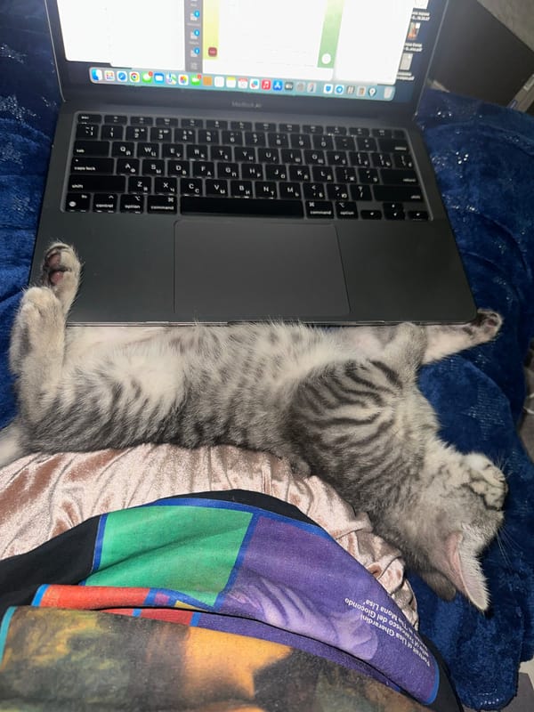 Grey tabby kitten takes over a Moscow laptop setup