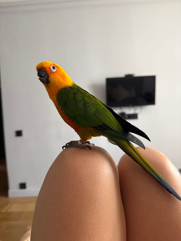 Sun Conure parrot perches on person's leg in Khimki