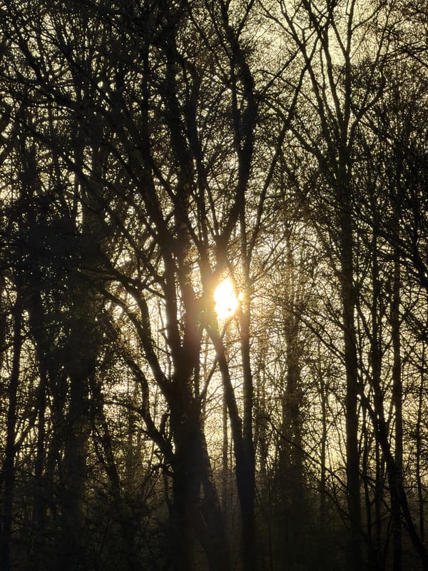 Morning sunlight through bare trees in Luxembourg
