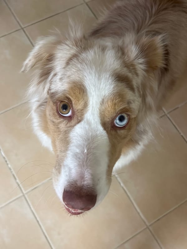 Woman documents morning routine with heterochromatic dog companion