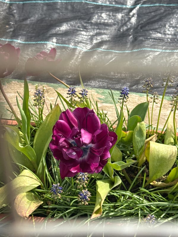 Spring flowers bloom in Great Yarmouth garden pots