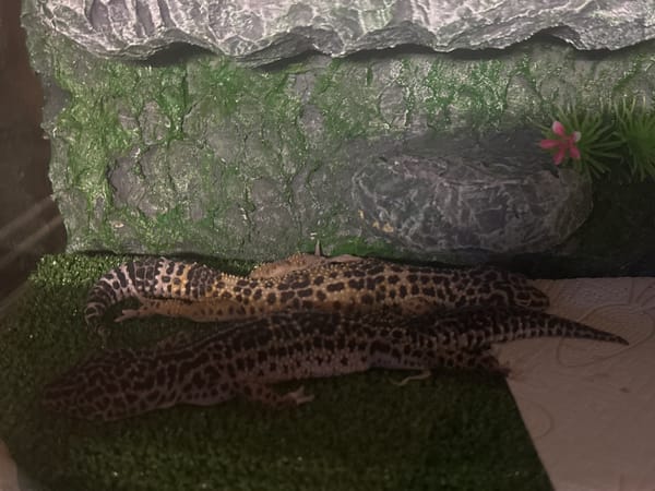 Late-night indoor observations capture geckos and artwork in Moscow