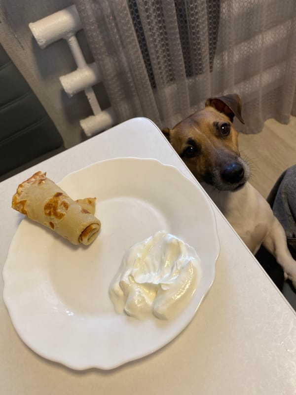 Jack Russell Terrier's morning routine captured in Russian home
