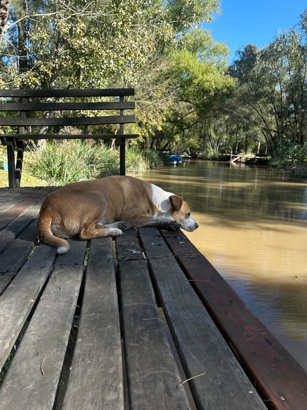 Dog rests on wooden dock at Dique Luján reservoir