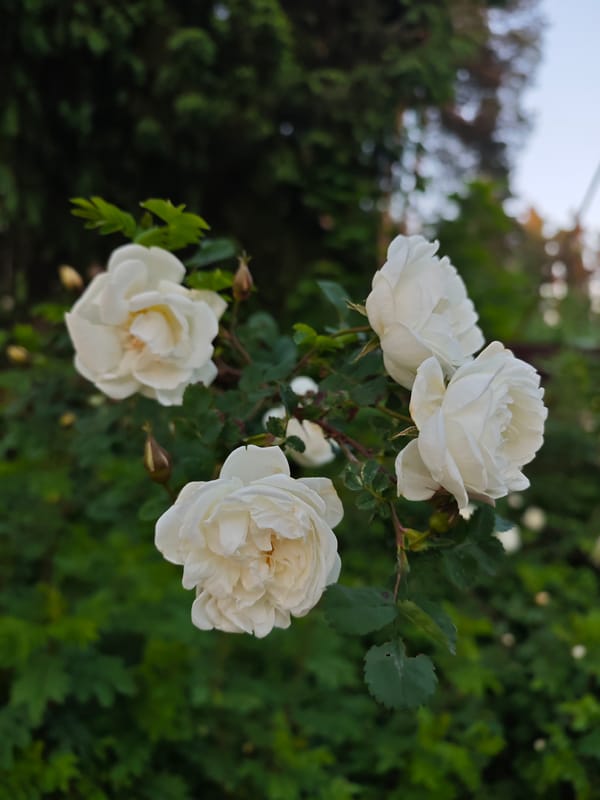 Woman enjoys roses in blooming garden during afternoon hours