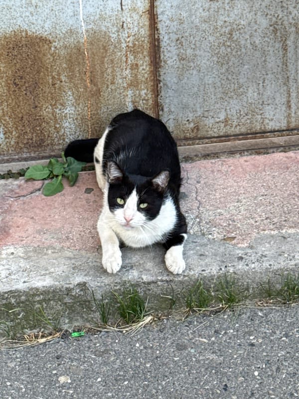 Two cats on the streets of Sabail Raion, Baku