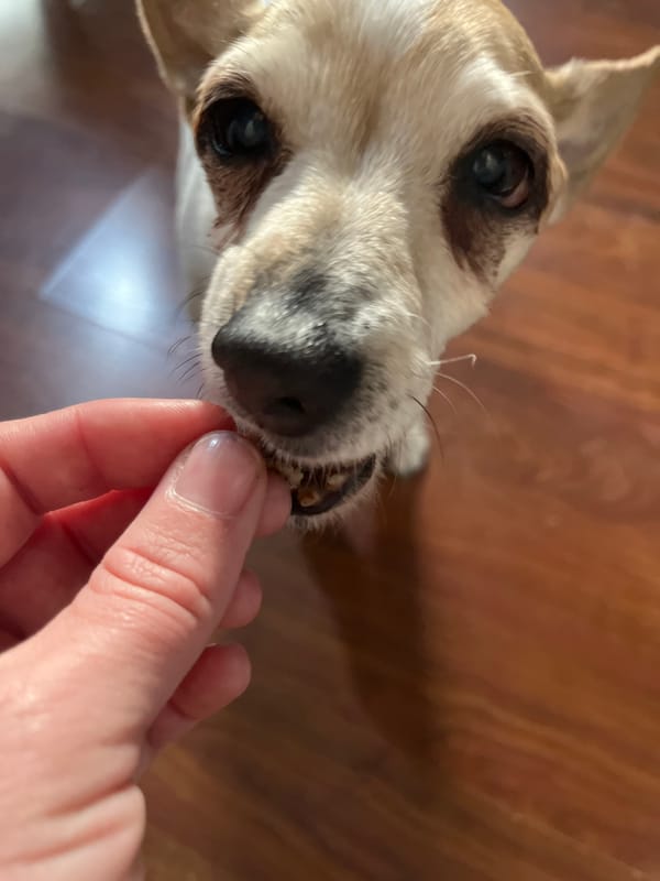 Dog fed treats by hand in Bulgarian village