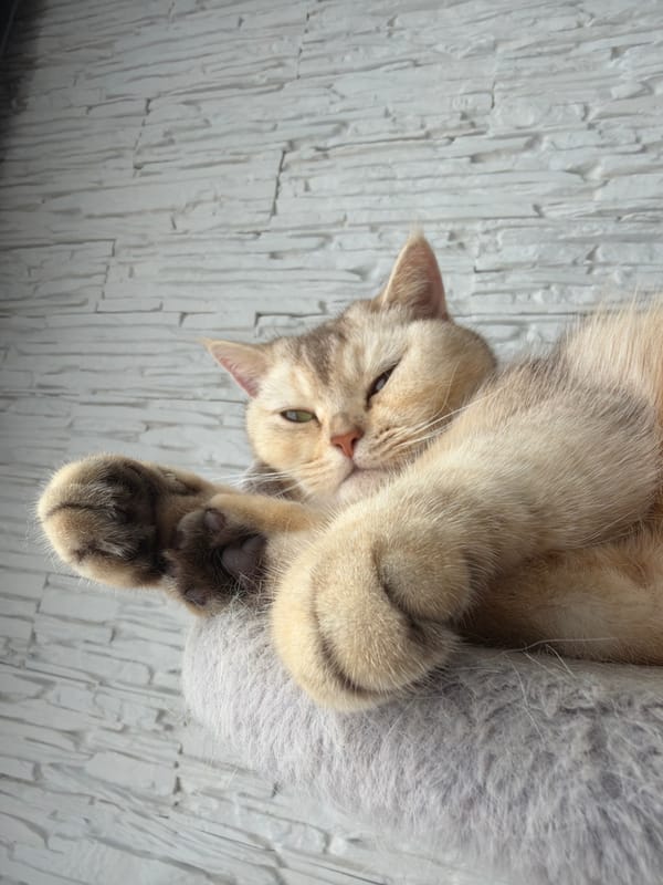 Handmade dolls, a sewing machine, and sleepy cats at home