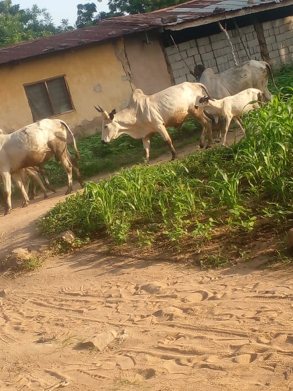 Cows gathered outside a weathered rural outbuilding