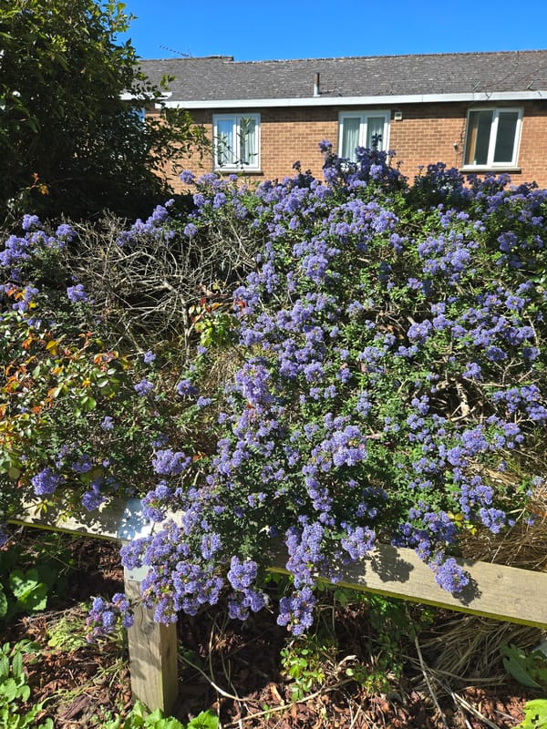 Spring blooms documented across central London gardens and streets