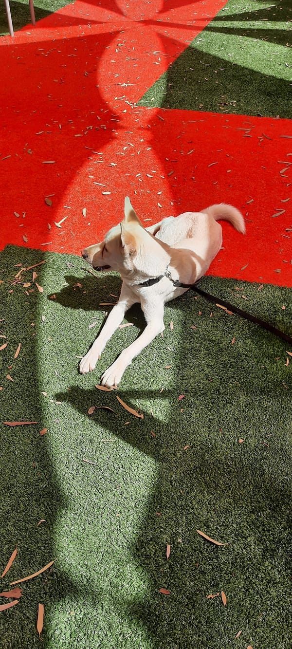 Dog rests on colorful synthetic turf in Holon