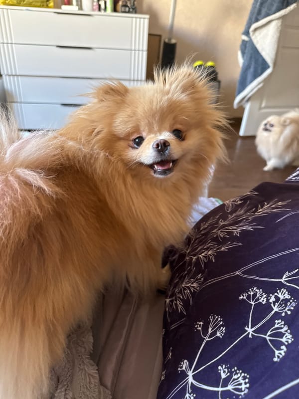 A Pomeranian's lazy afternoon at home, every angle