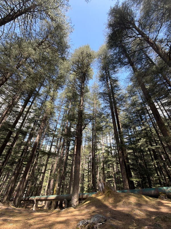 Person photographed in forest near Pulga, India