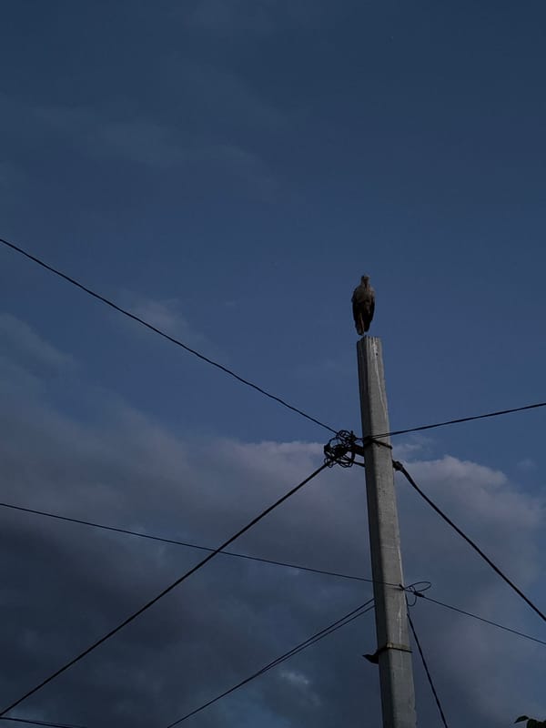 Birds on poles, beetles on dirt, dusk sky doing its thing.