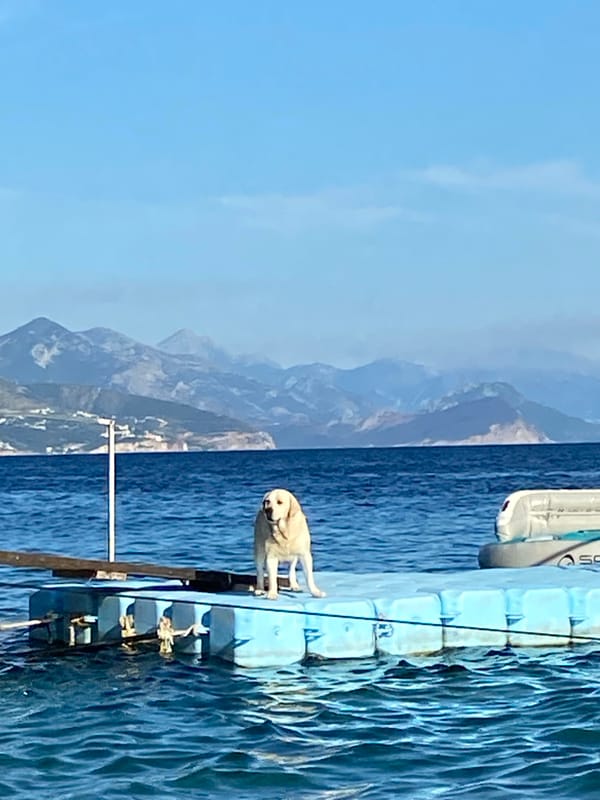 Lab enjoys a floating dock day on the Montenegrin coast