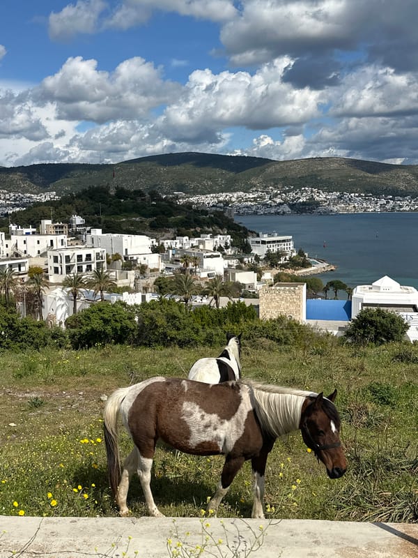 Horse grazes on hillside overlooking Bodrum, Turkey