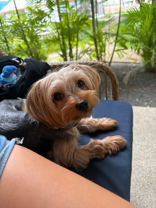 Casual café morning in Choeng Thale with food, selfies, and a Yorkie