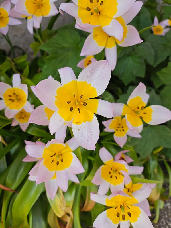Cherry blossoms peak in Trier, Germany spring display