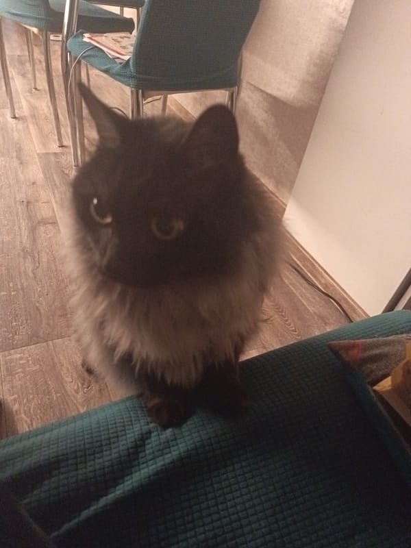 Fluffy cat observed in evening kitchen scene, Sochi