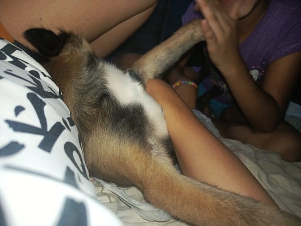 Woman Documents Quiet Morning Moments with Dog in Venezuela